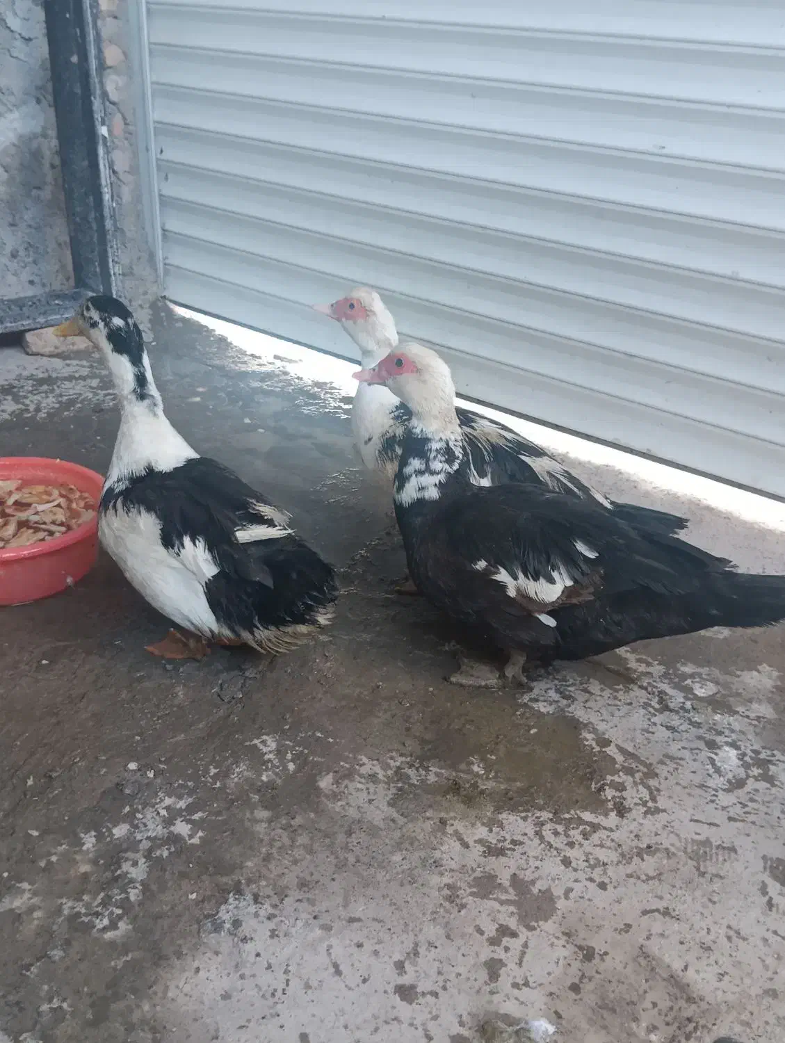 اردک|حیوانات مزرعه|مشگین شهر, |دیوار