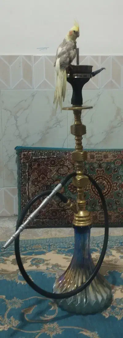 قلیون برنجی|کلکسیون و سرگرمی|شاندیز, |دیوار