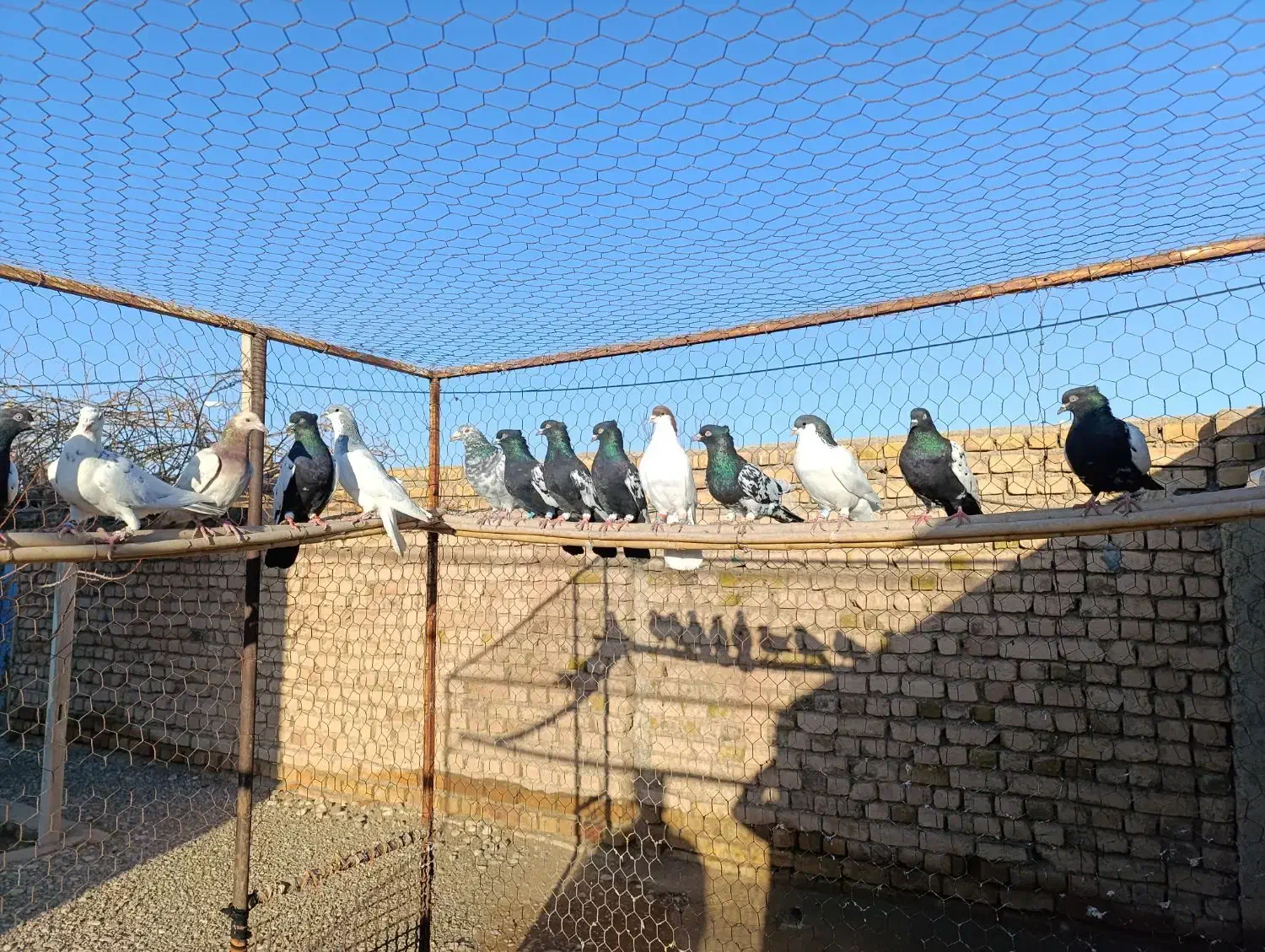 هفرنگ رنگی شصتی|پرنده|اسفرورین, |دیوار