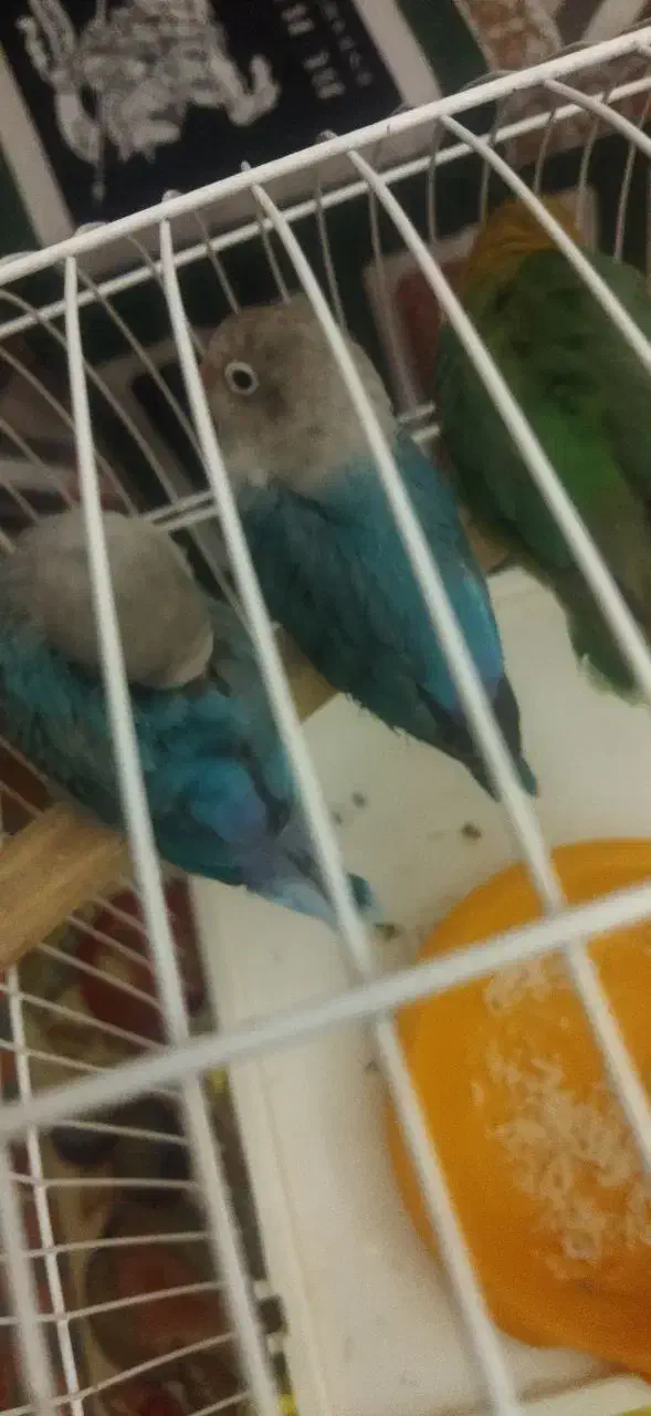 مفقودشدن|حیوانات|کرمانشاه, |دیوار