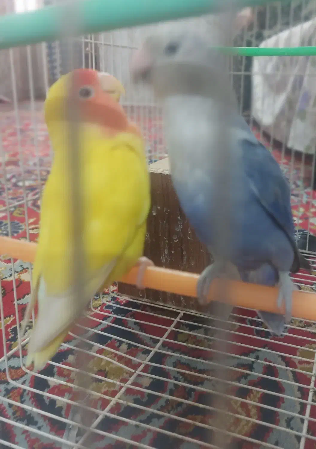 جفت کوتوله جوان مولد|پرنده|مشهد, سجادیه|دیوار