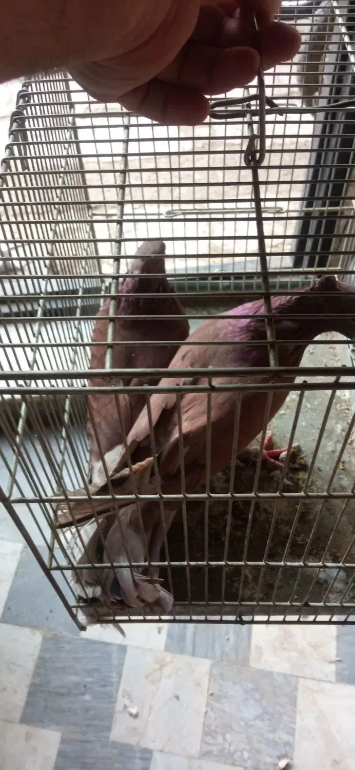 سهره کفتر عروس فنج نرگسی|پرنده|قم, بکایی|دیوار