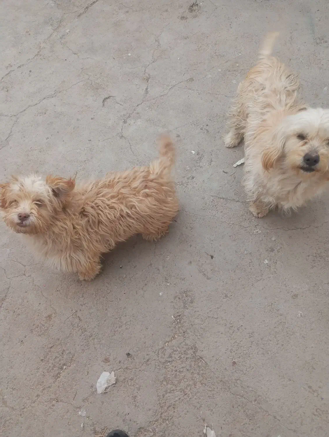 سگ پا کوتاه|سگ|زرند, |دیوار