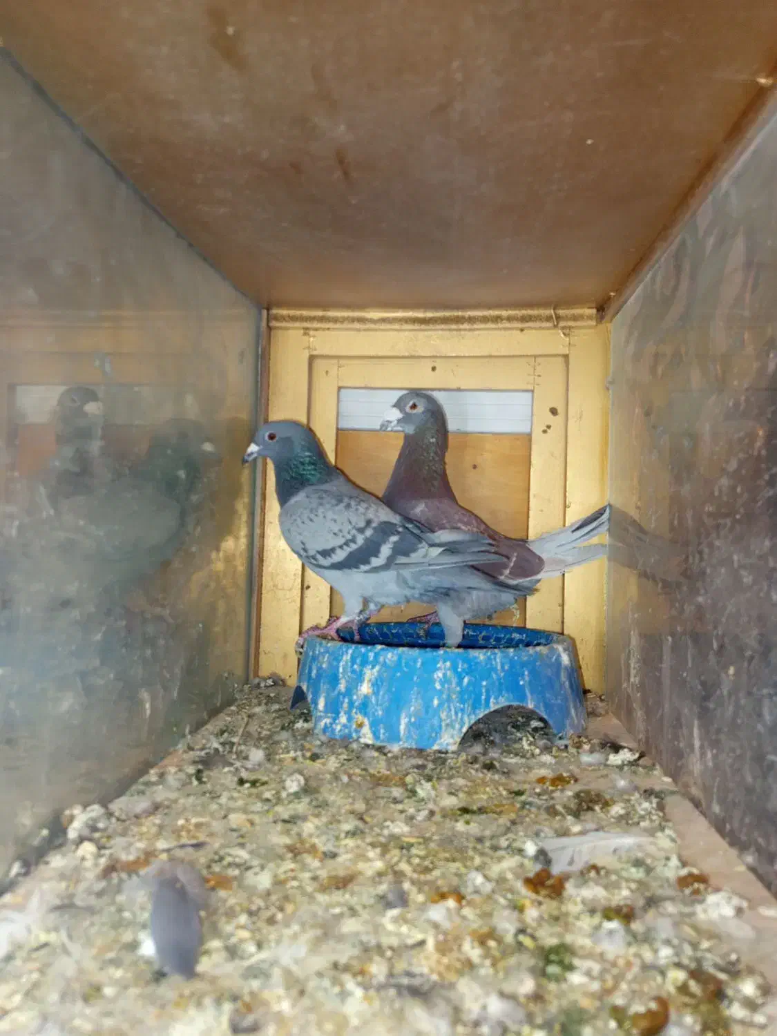 پلاکی خوب|حیوانات|بم, |دیوار