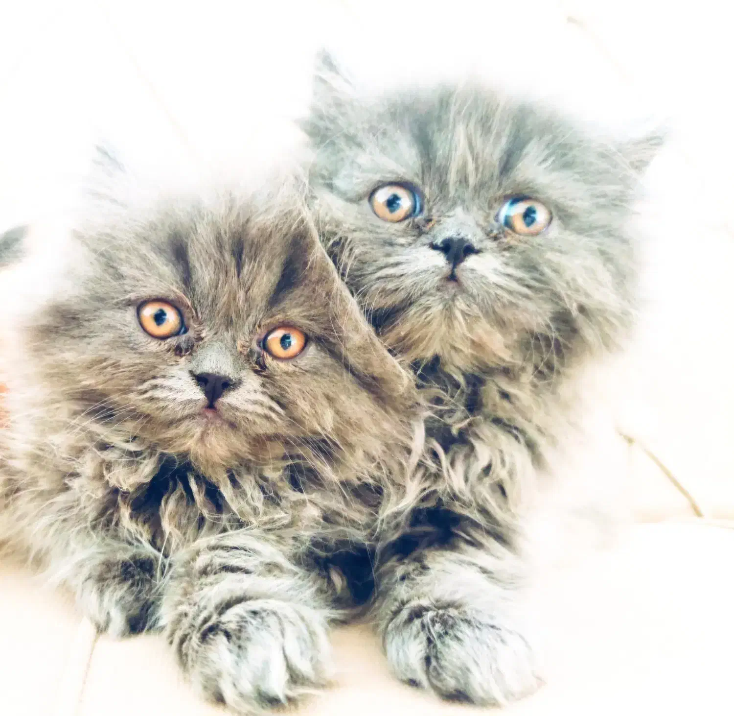 بچه گربه پرشین بلو|گربه|بوکان, |دیوار