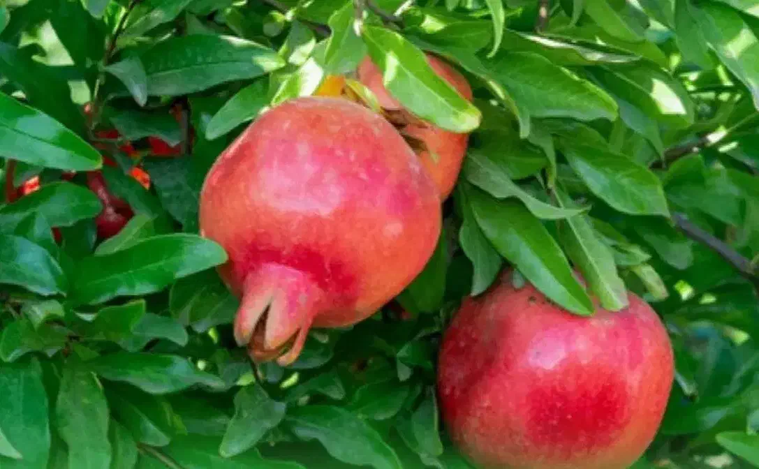 فروش انار بصورت خرده فروشی و عمده فروشی در شهرضا|عمده‌فروشی|شهرضا, |دیوار
