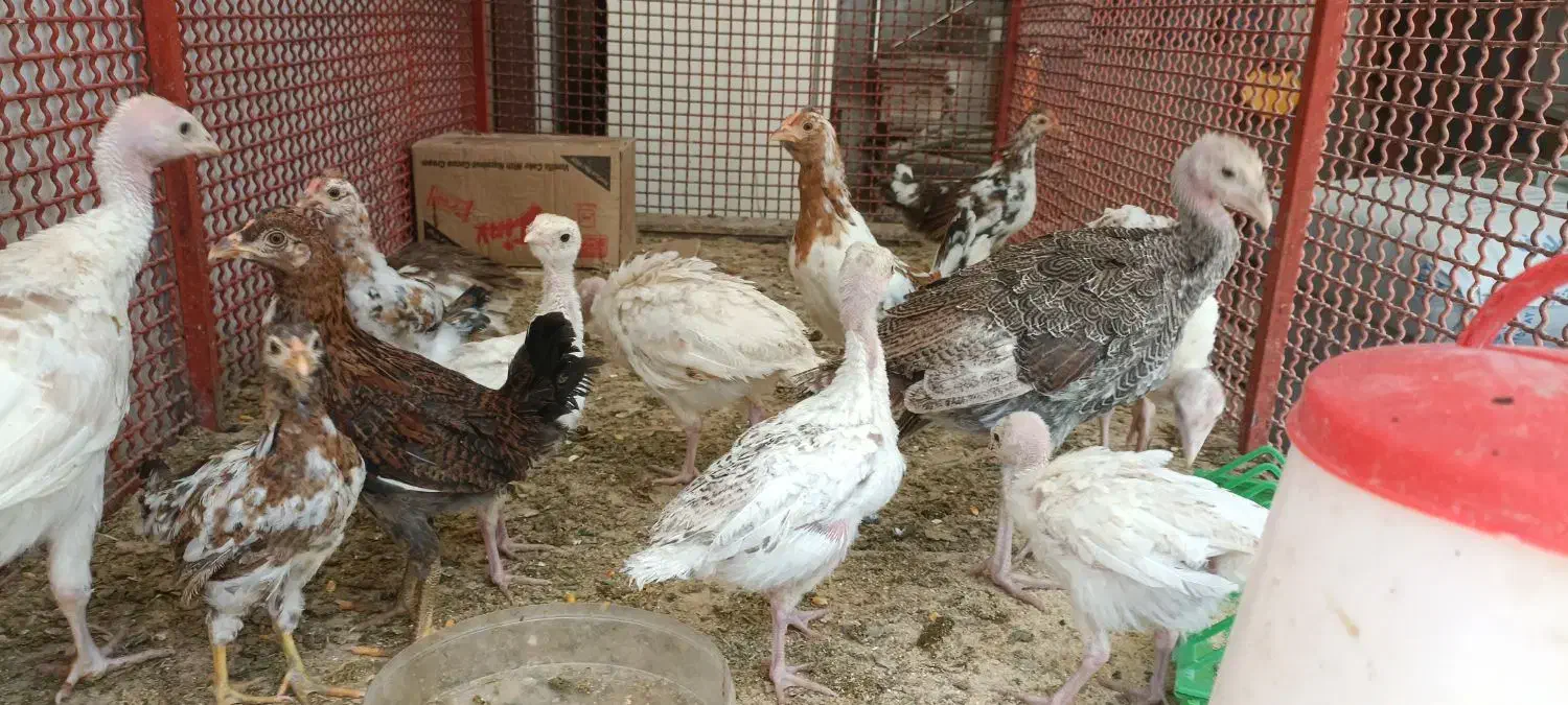 جوجه بوقلمون بوربون جوجه مرغ گلین|حیوانات مزرعه|مبارکه, |دیوار