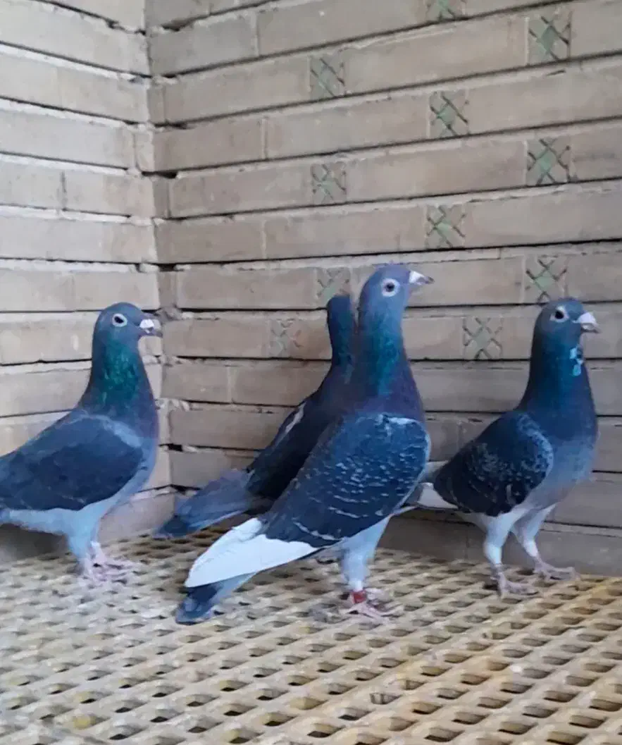 ۴ عدد ماده مسافتی|پرنده|اهواز, بهارستان|دیوار