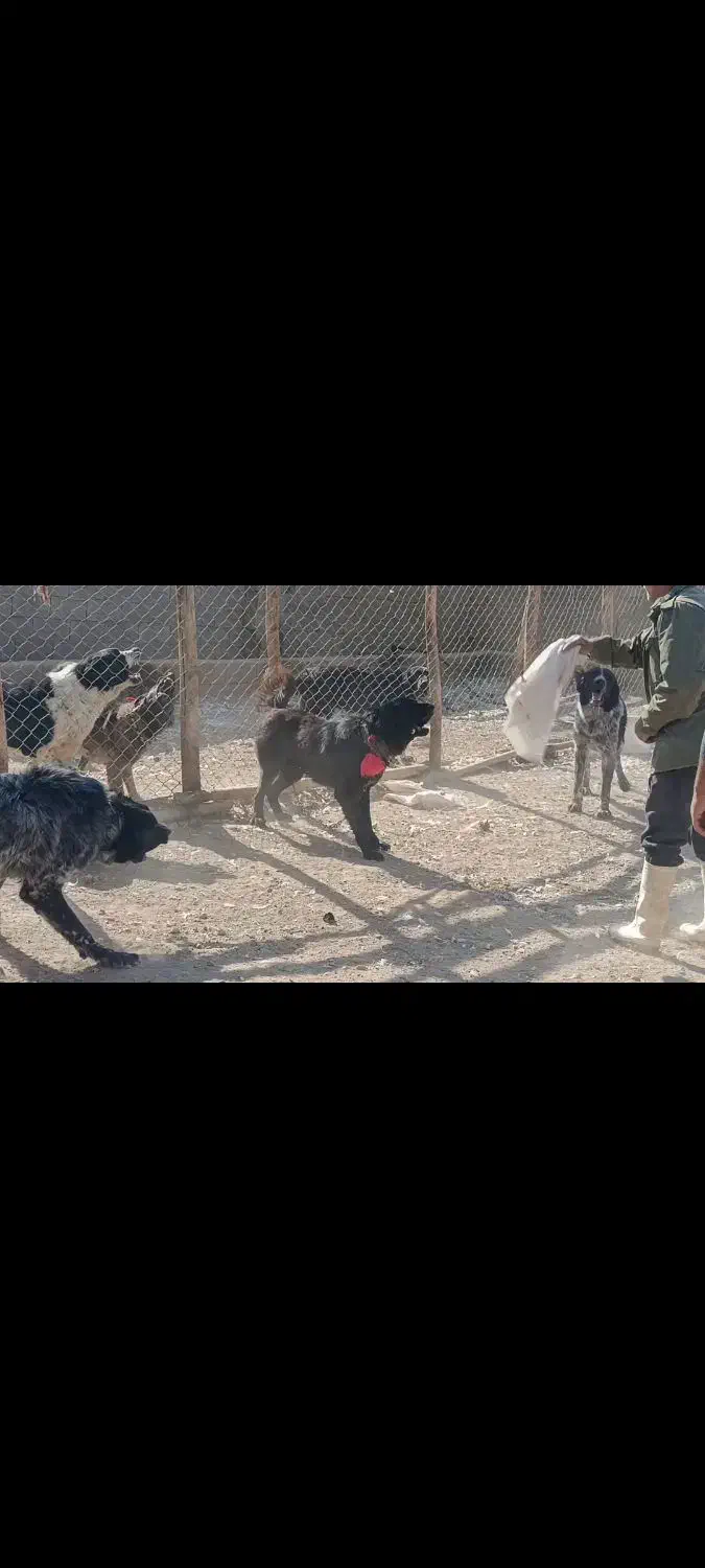 واگذاری سگ نگهبان گله ای همه چی تموم|سگ|پیر بکران, |دیوار