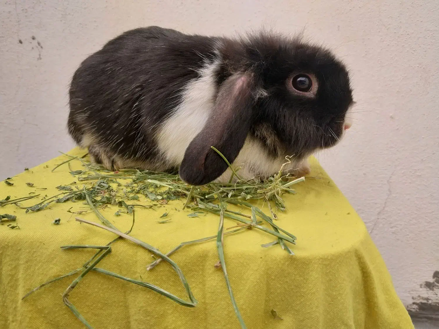 پشمالو های خانگی|موش و خرگوش|کرج, فاز ۱ مهرشهر|دیوار