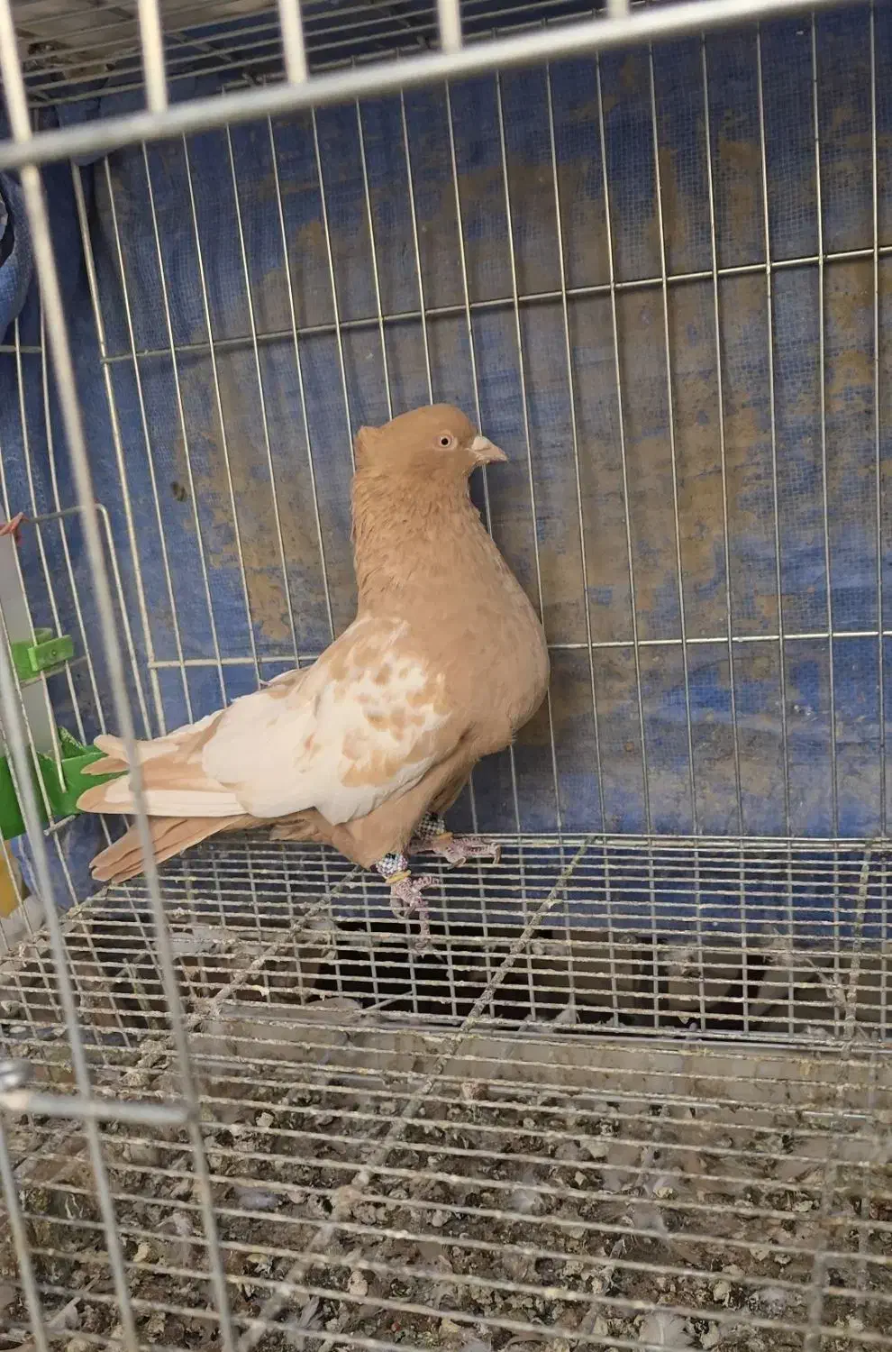 جفت سینه زرد سینه سرخ|پرنده|شیراز, کاراندیش|دیوار