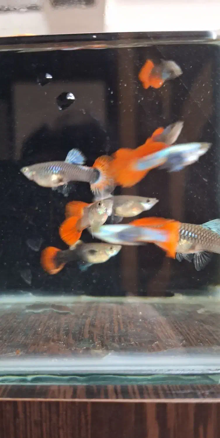 ماهی گوپی ردبیگل دامبو|ماهی|اصفهان, احمدآباد|دیوار