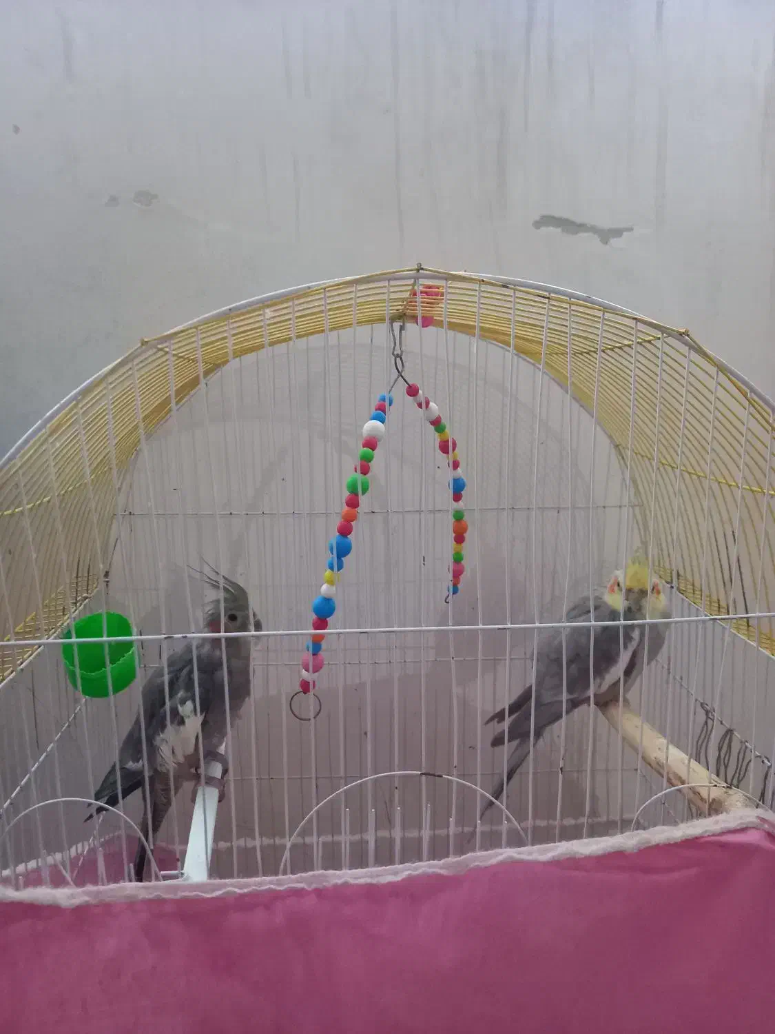 طوطی نر وماده|پرنده|هریس, |دیوار