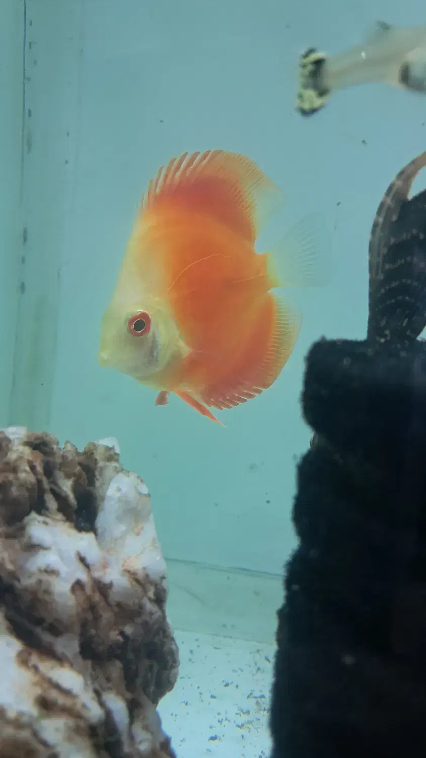 ماهی دیسکس و کت اسپورت|ماهی|گناباد, |دیوار