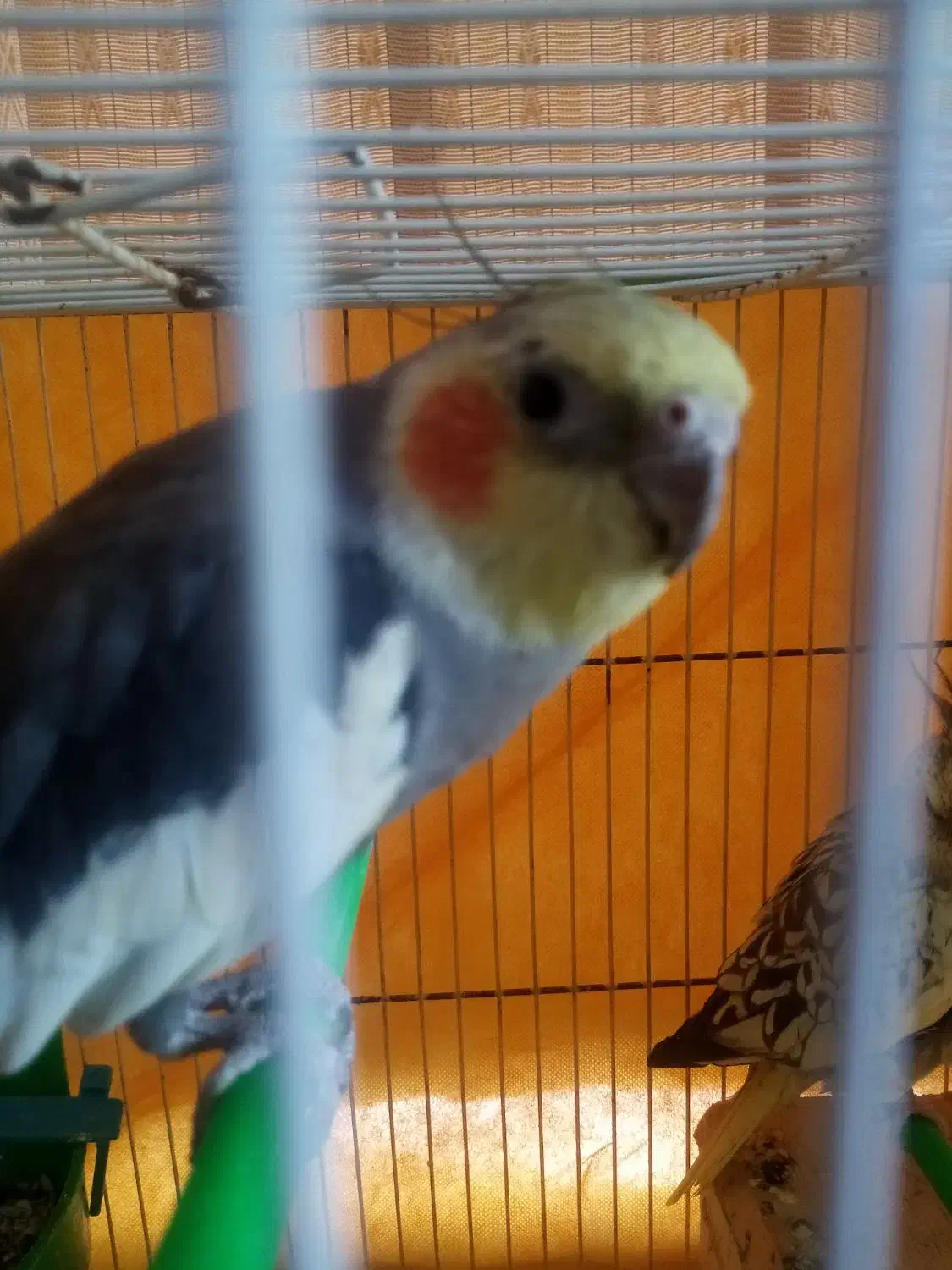 3پرنده|پرنده|زیرکوه, |دیوار