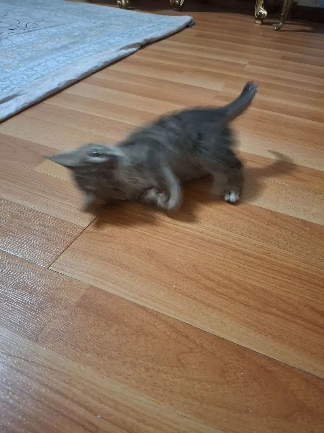 واگذاری بچه گربه|گربه|زنجان, |دیوار