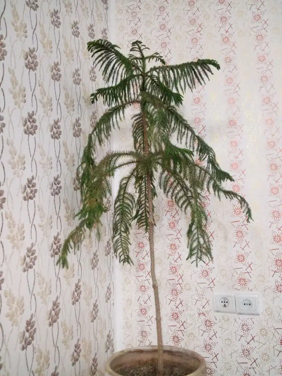 ف و ر ی|گل و گیاه طبیعی|سبزوار, کهنه آب|دیوار