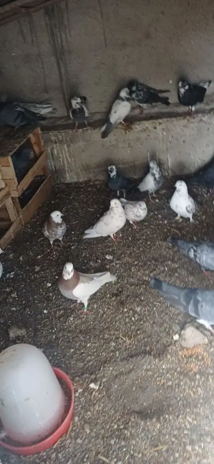 فروش کبوتر|پرنده|ویلکیج, |دیوار