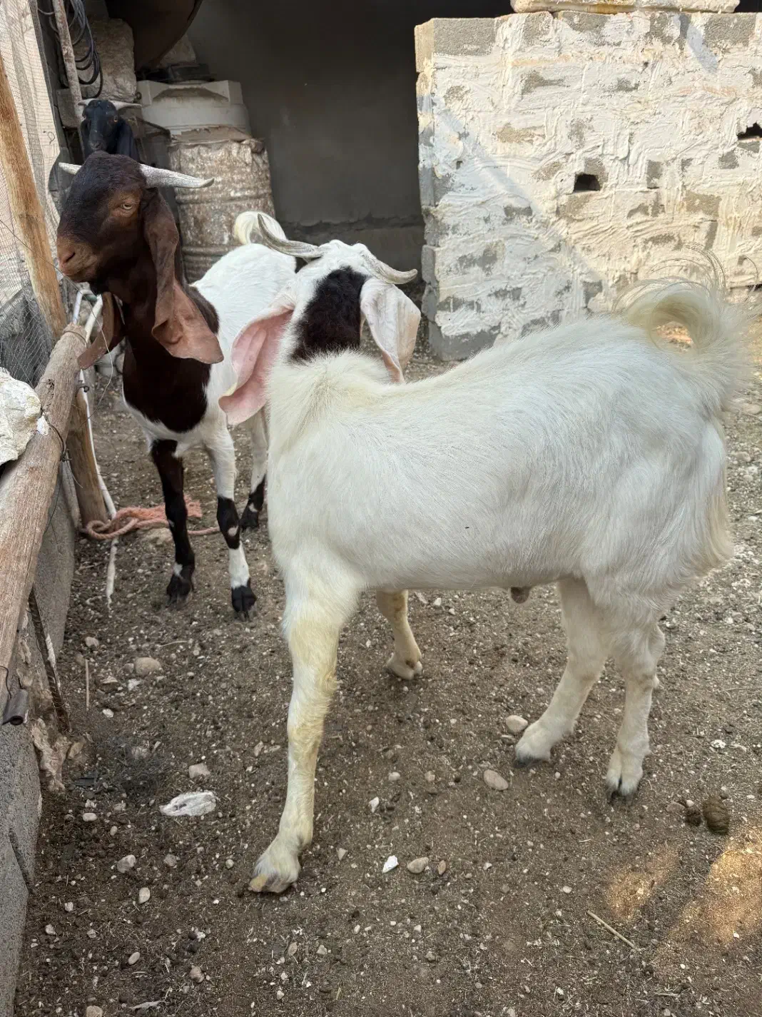 بز ، پازن|حیوانات مزرعه|بندر کنگان, |دیوار