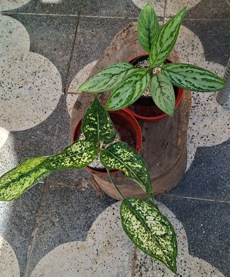 گیاه فیکوس لیراتا ، سانچزیا ،شفلرا ،بنجامین|گل و گیاه طبیعی|شیراز, شیخ روزبهان|دیوار