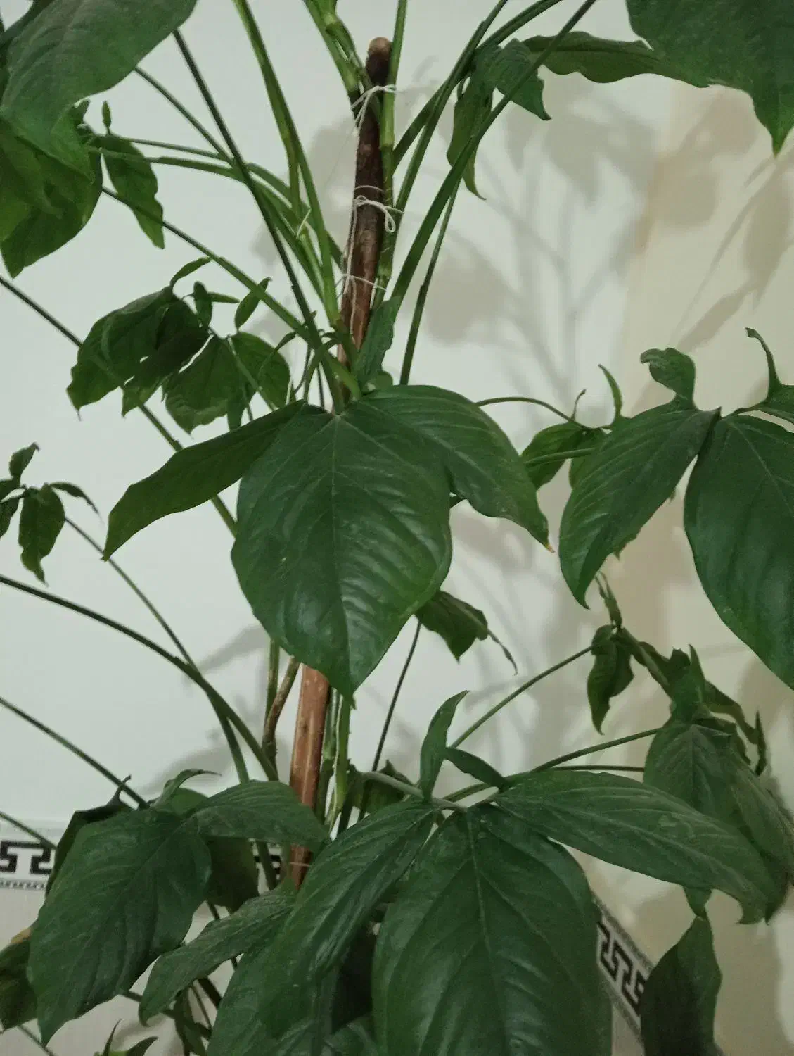 گل طبیعی|گل و گیاه طبیعی|بهارستان, |دیوار