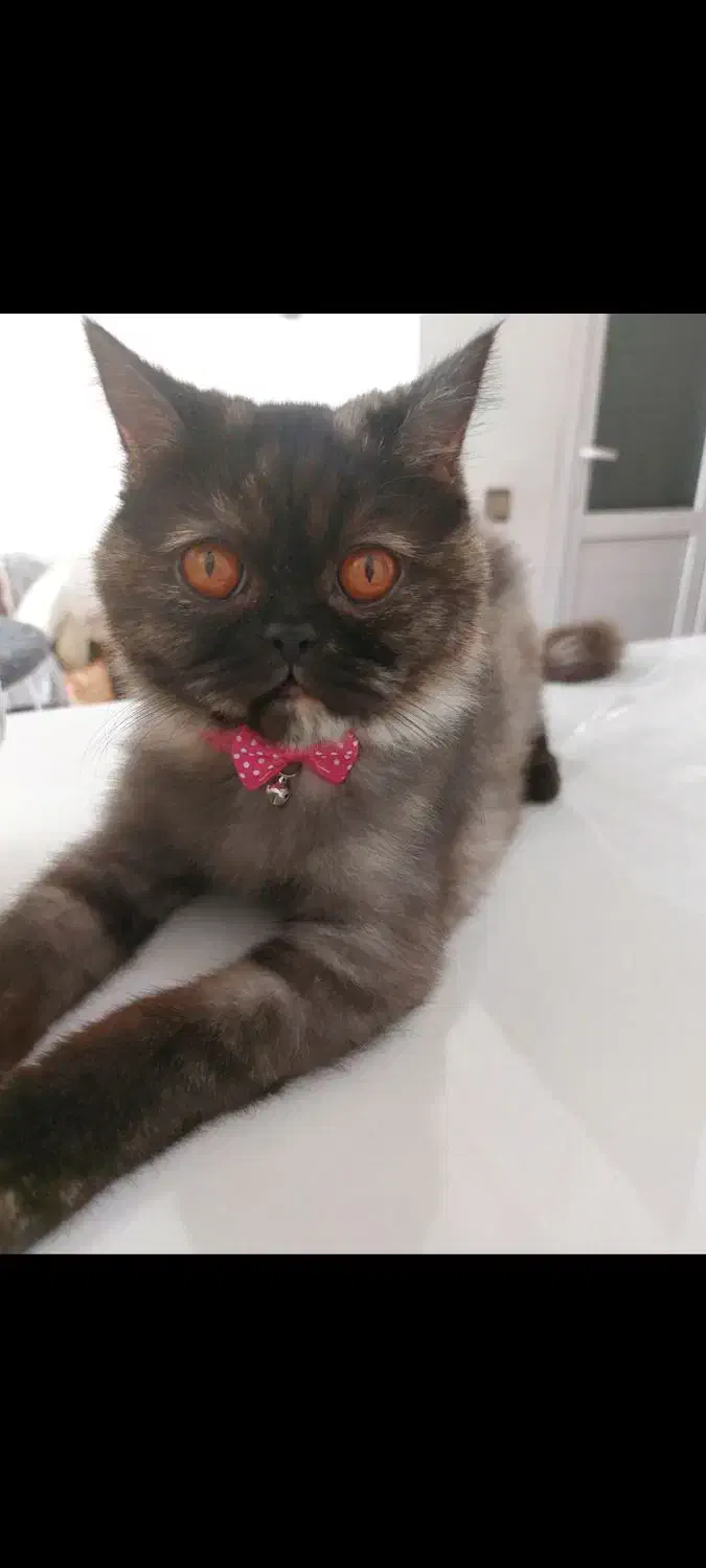 گربه خانگی|گربه|مهاباد (آذربایجان غربی), |دیوار