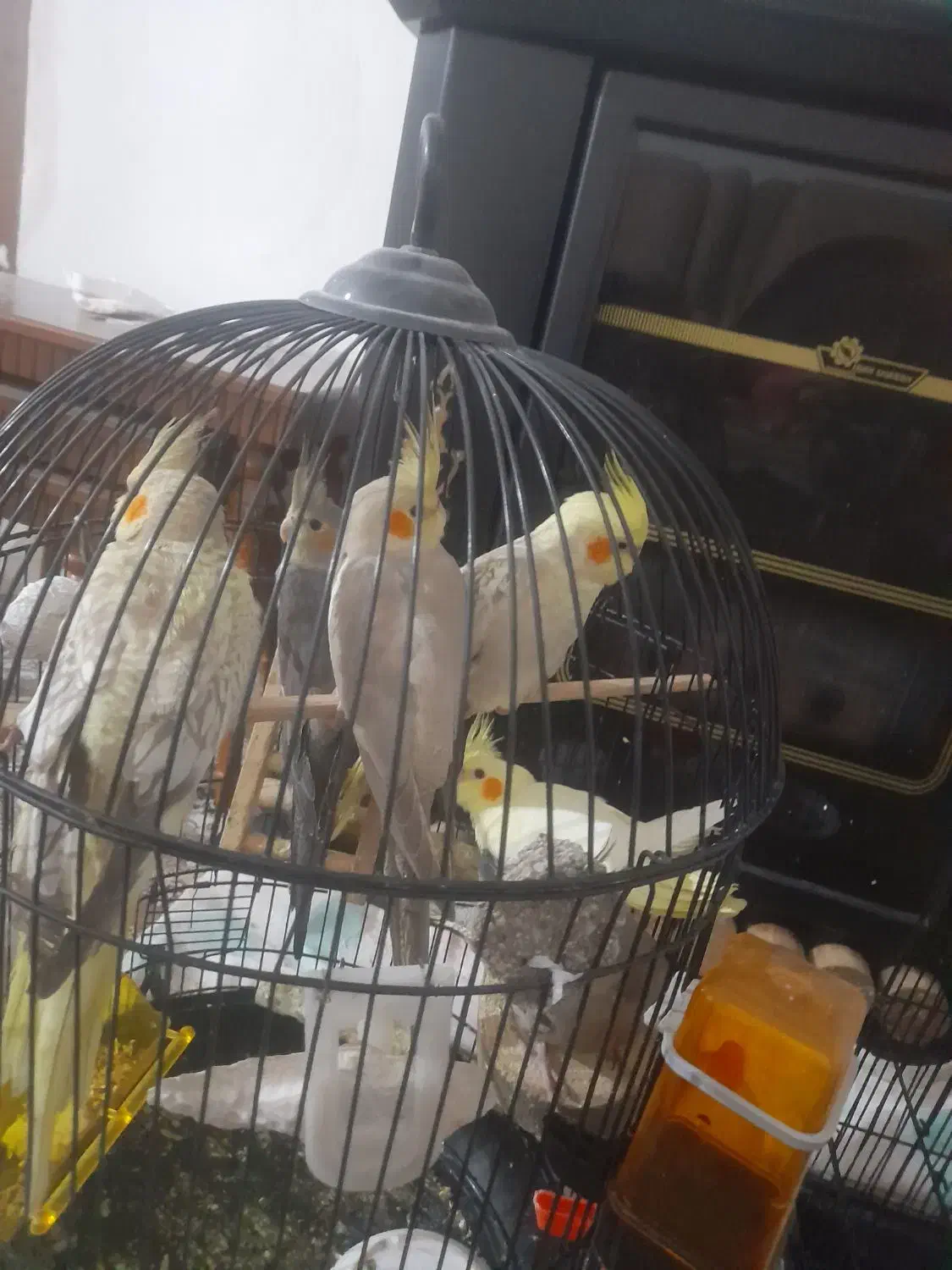 فروش چندتا عروس هلندی نر وماده سرحال|پرنده|لاهیجان, انقلاب|دیوار