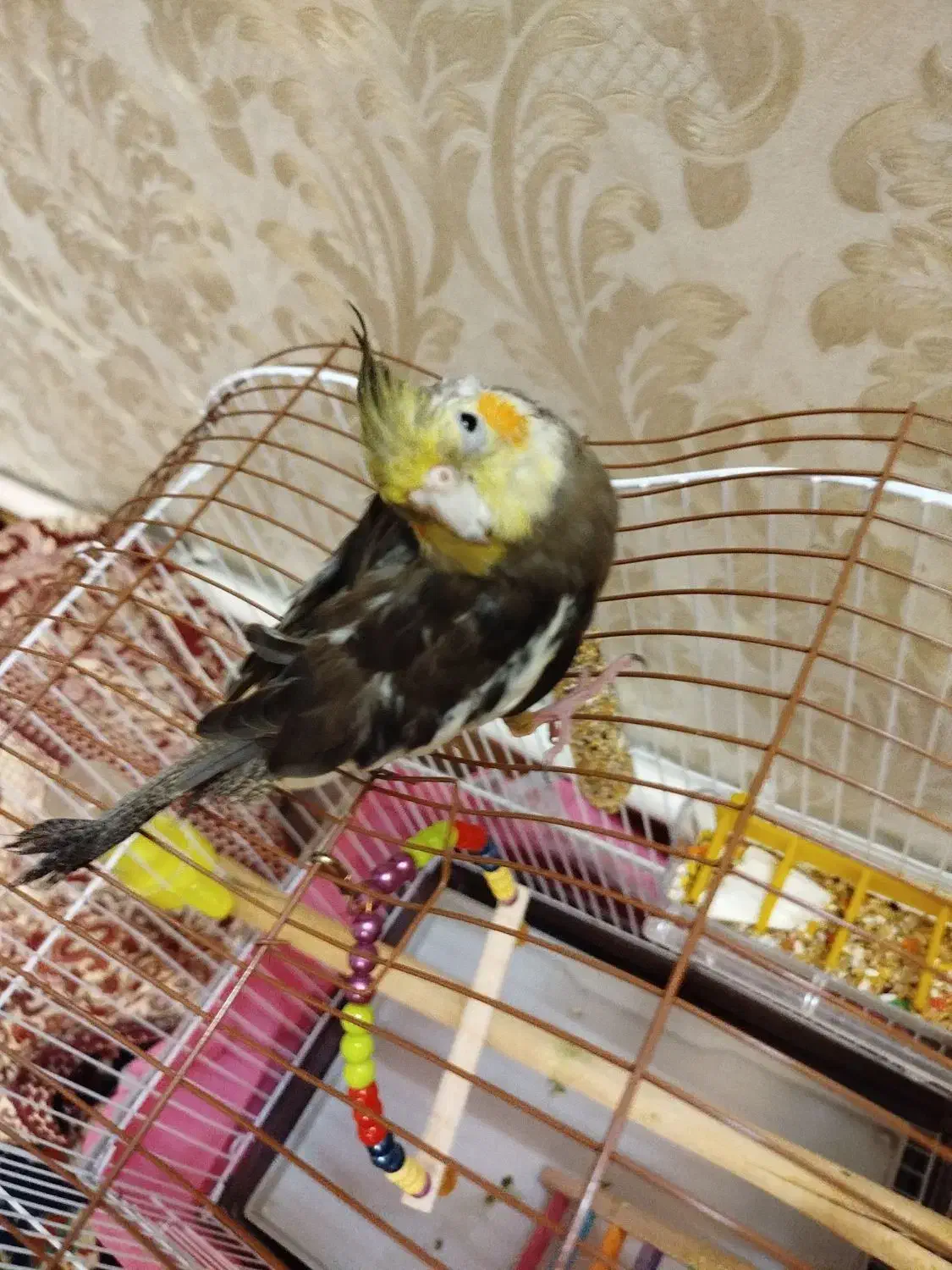 عروس هلندی|پرنده|خوی, |دیوار