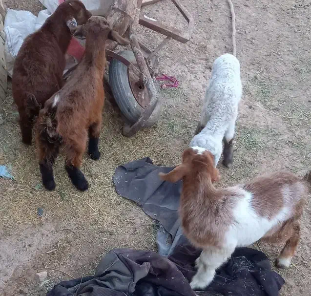 ۶۰ راس بز|حیوانات مزرعه|فردوس (خراسان), |دیوار