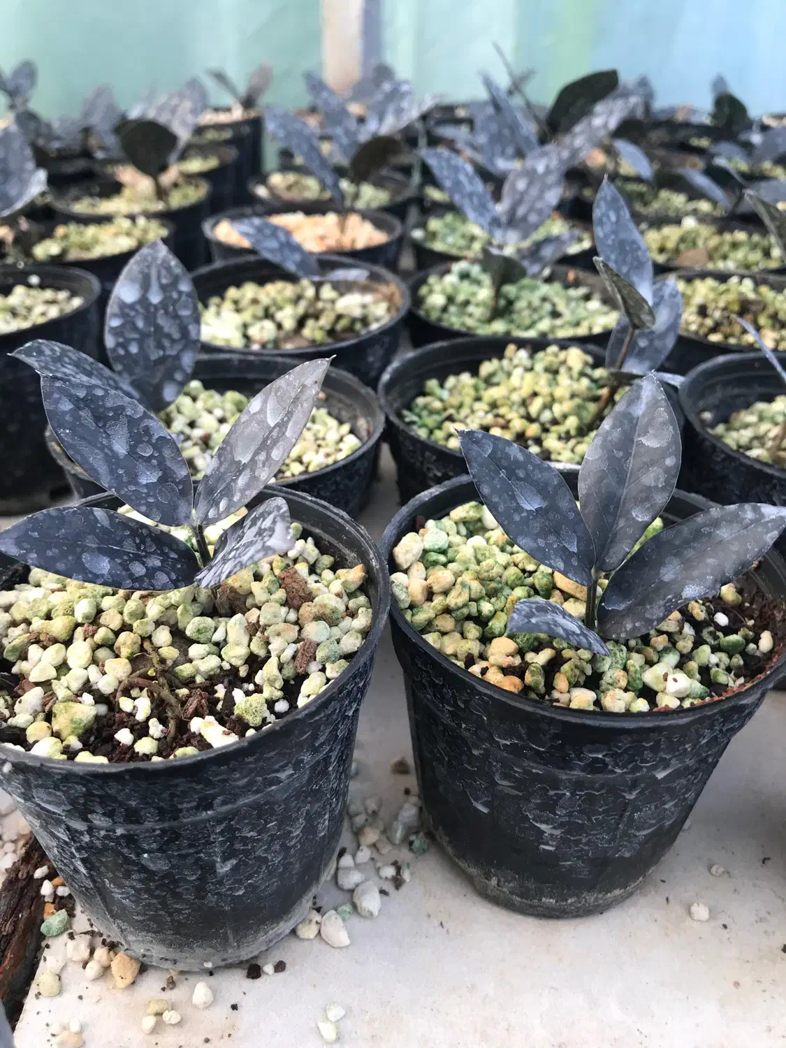 زامفولیا بلک|گل و گیاه طبیعی|گتاب, |دیوار