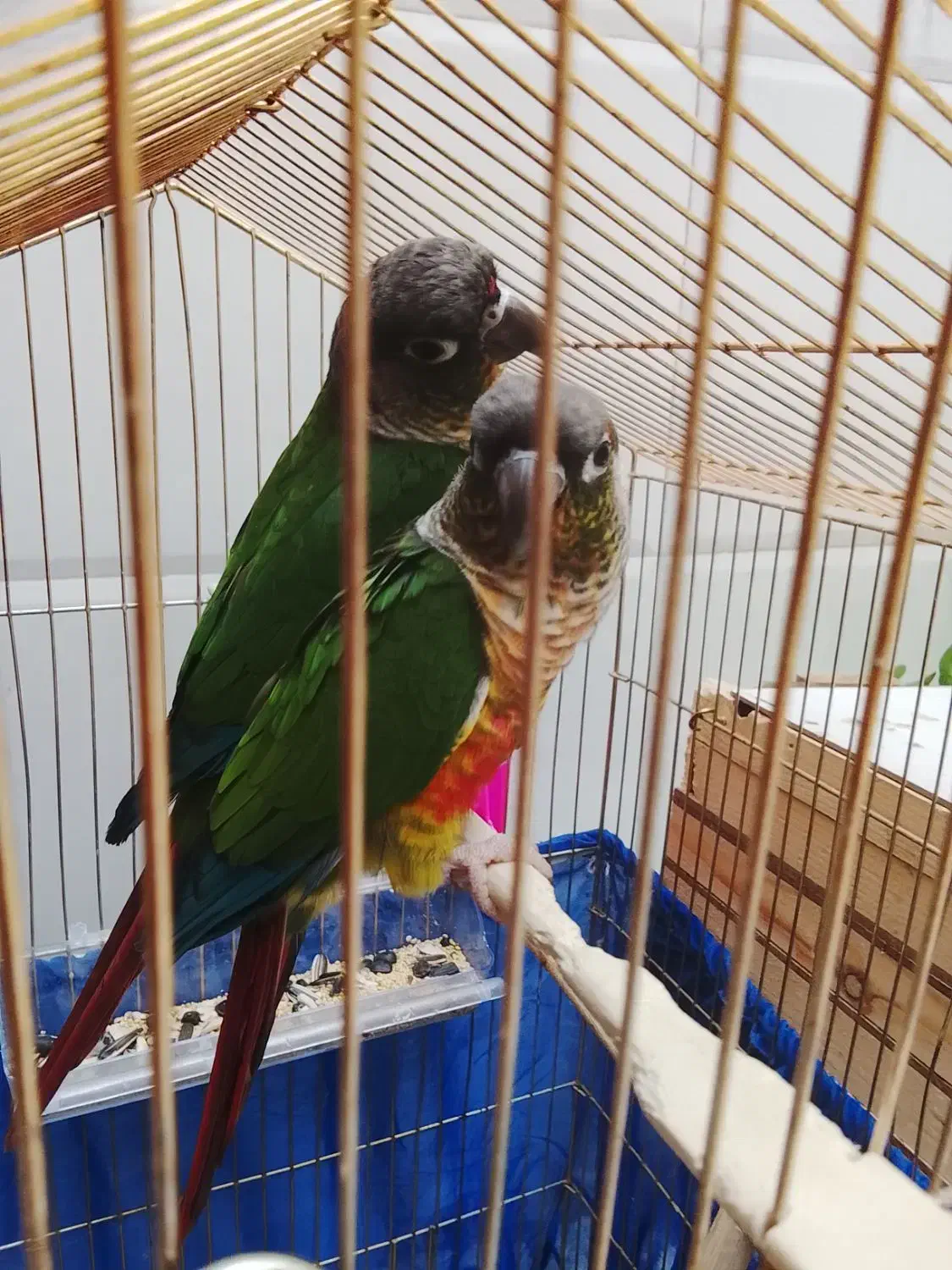 جفت مولد گرینچیک سخنگو|پرنده|سرپل ذهاب, |دیوار