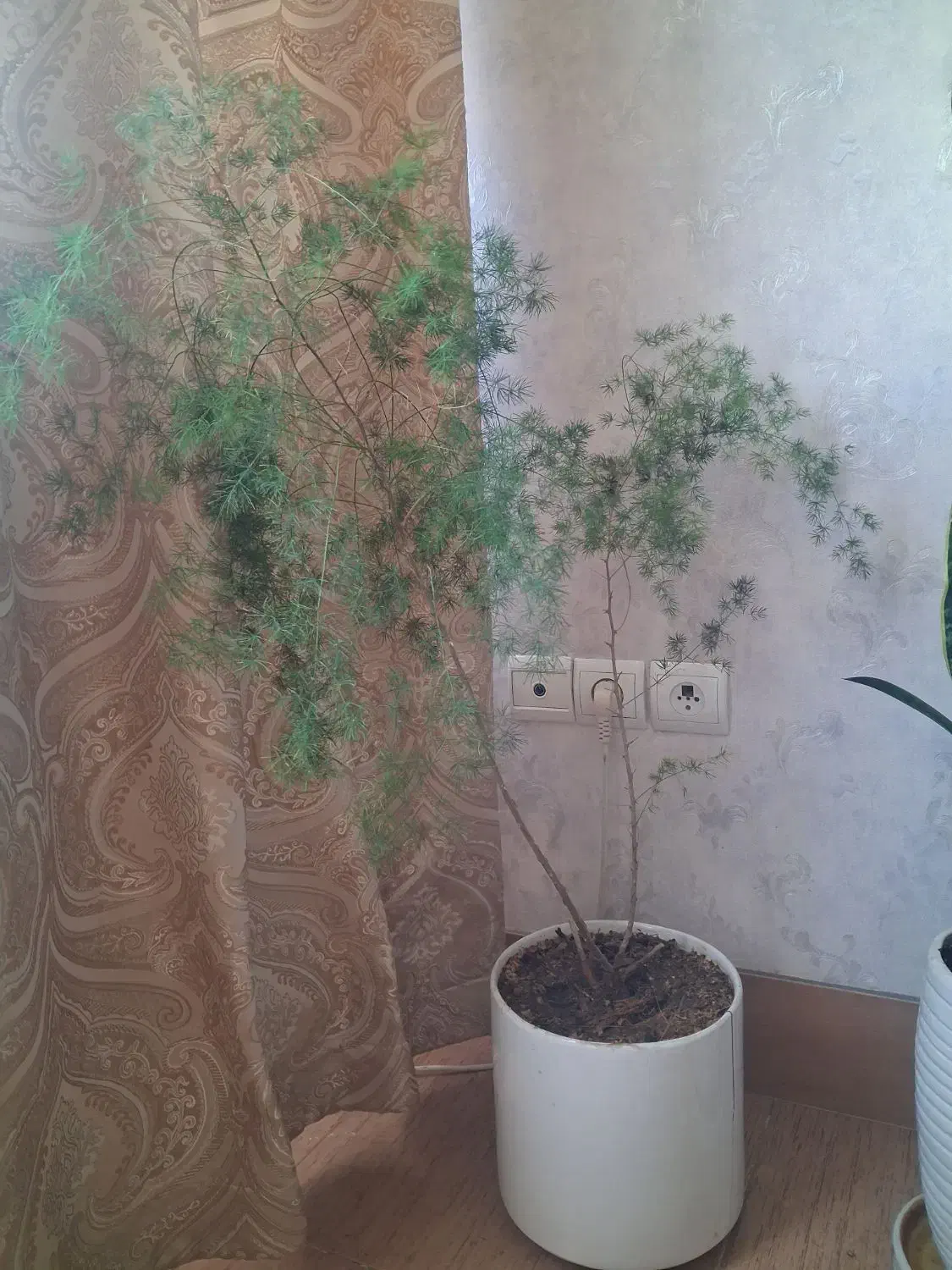 گل باگلدان سرامیکی|گل و گیاه طبیعی|بروجرد, |دیوار