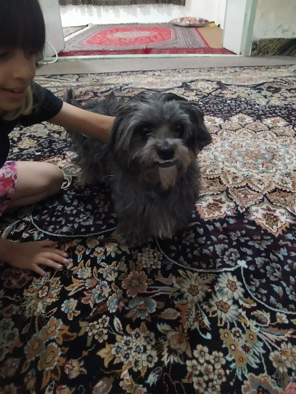 فروش سگ پاکوتاه|سگ|شاهرود, |دیوار