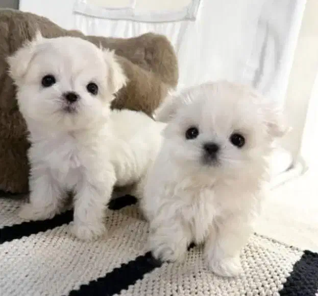 سگهای آپارتمانی|سگ|اصفهان, خانه اصفهان|دیوار