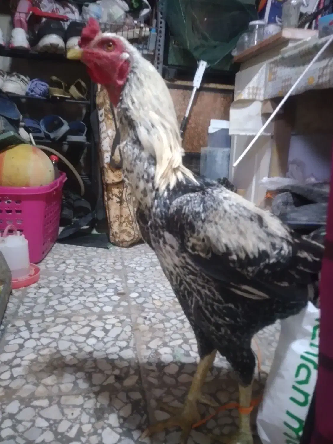 خروس لاری جوان درشت قلدر|حیوانات مزرعه|ایزدشهر, |دیوار