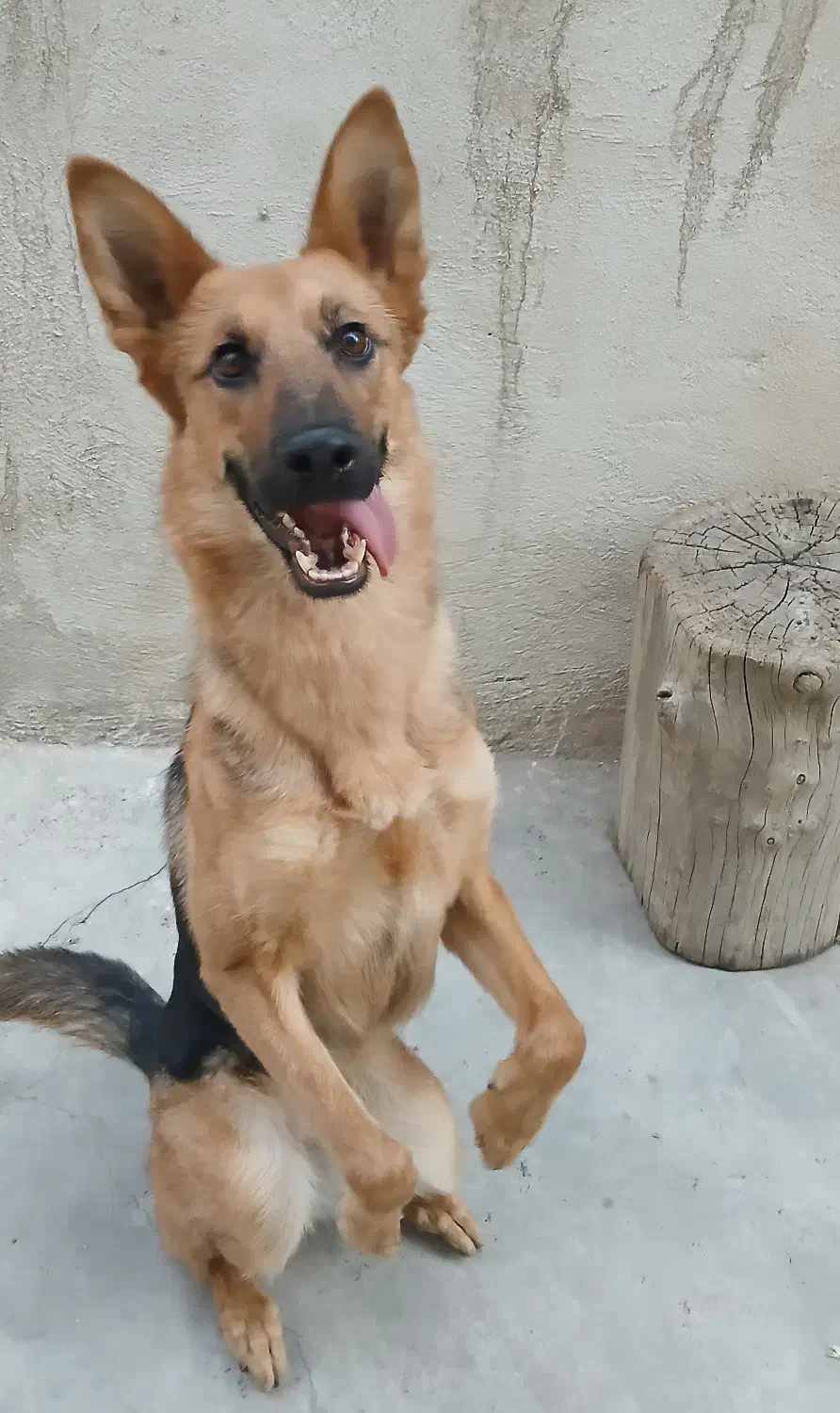 ژرمن ماده|سگ|قدس, شهرقدس|دیوار