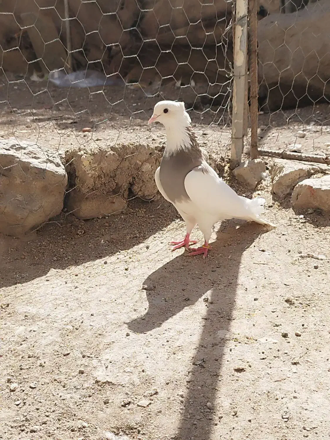 کبوتر کلفه داواتا|پرنده|اردبیل, |دیوار