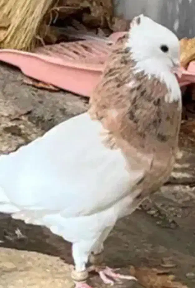 کبوتر|پرنده|جیرفت, |دیوار