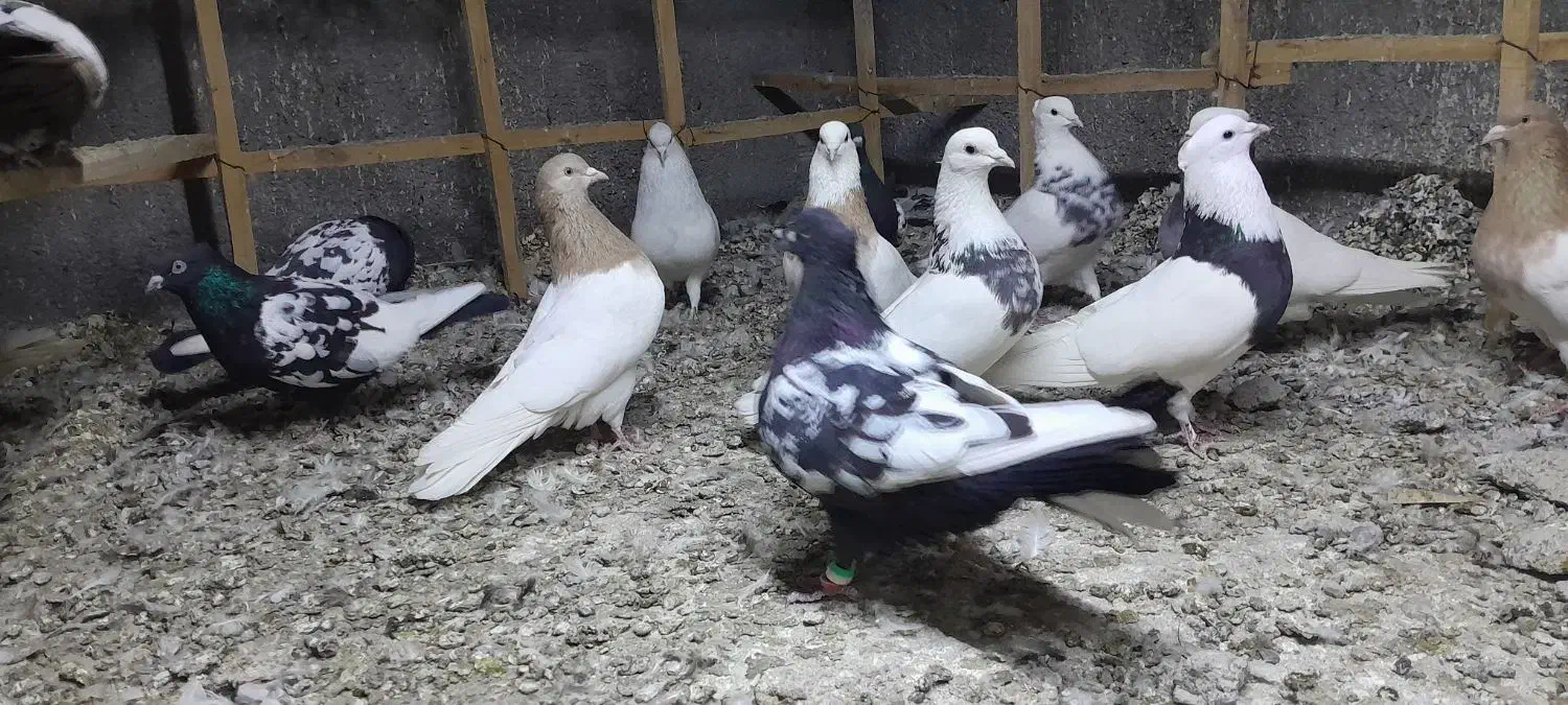 کبوتر رنگی|پرنده|مزرعه کتول, |دیوار