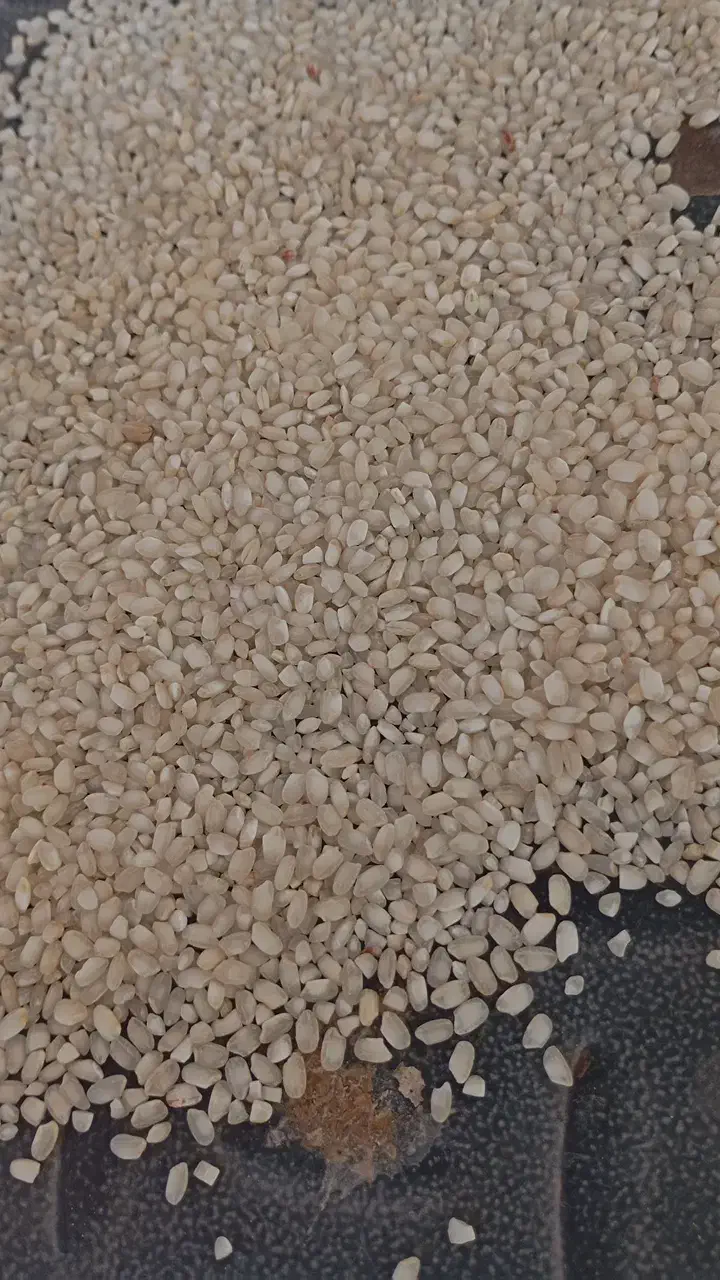 برنج گرده ،آش،زنجان،ماهنشان|عمدهفروشی|زنجانرود, |دیوار