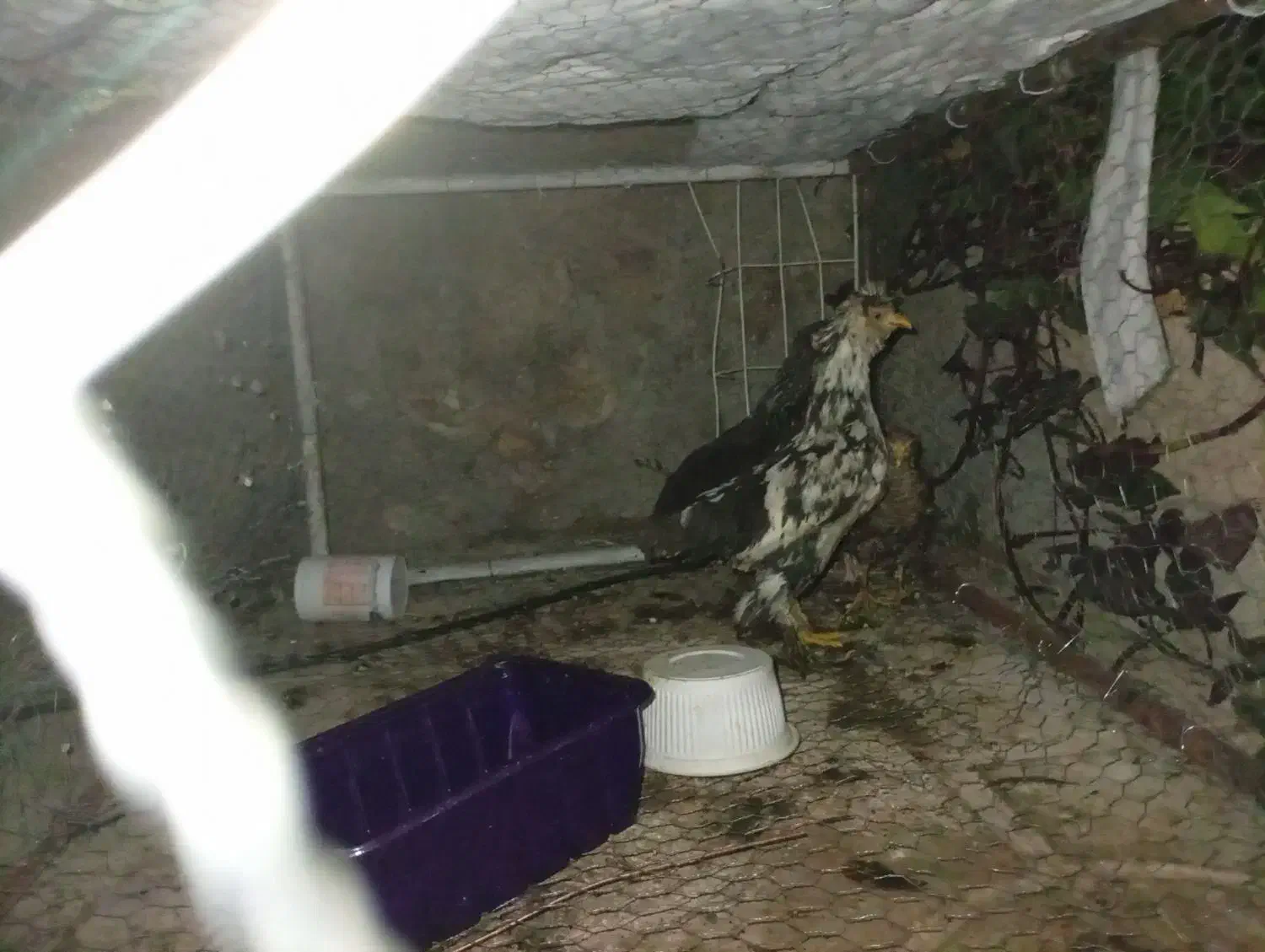 جوجه سلطان|حیوانات مزرعه|داراب, |دیوار