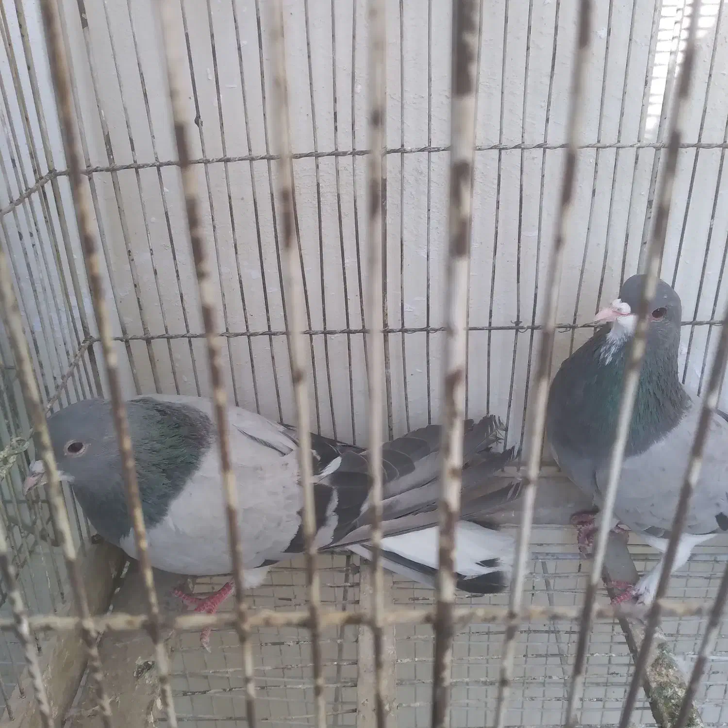 سیاه پشت|پرنده|اصفهان, شهرک زاینده رود|دیوار