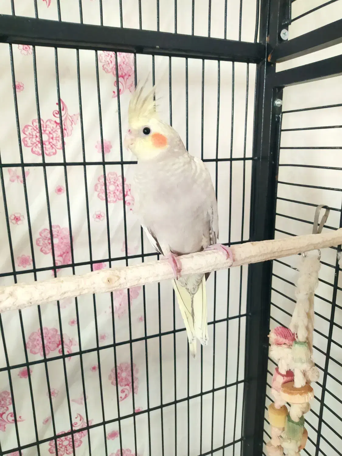 عروس هلندی مرواریدی|پرنده|فولادشهر, C4|دیوار