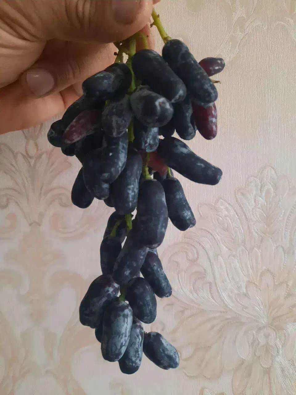 قلمه انگور|خدمات باغبانی و درختکاری|خرمآباد, |دیوار