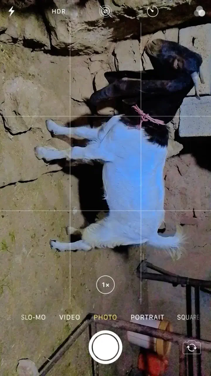 تیشتر افغانی|حیوانات مزرعه|مسجد سلیمان, |دیوار