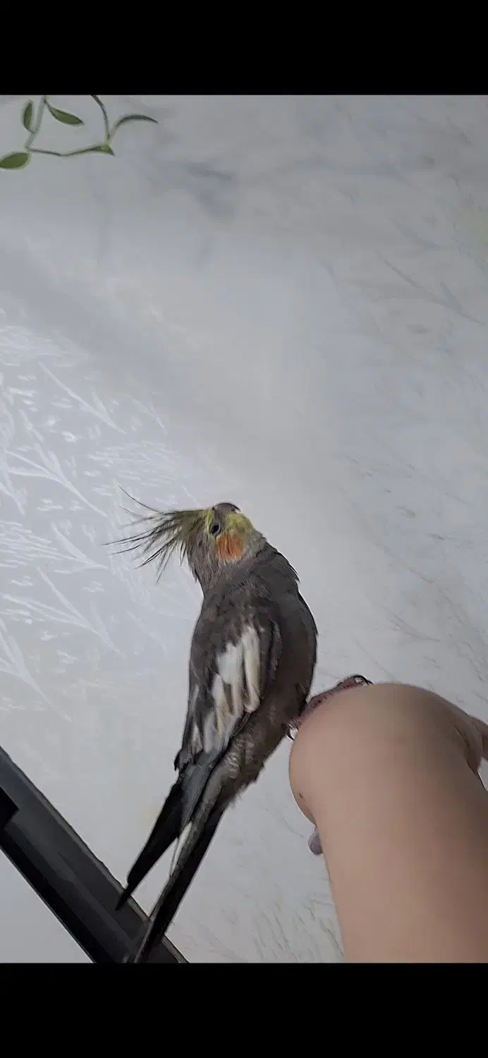 گم شده|پرنده|بهبهان, |دیوار