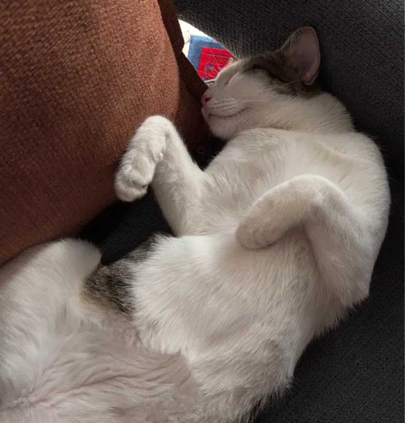 واگذاری|گربه|قم, باجک دو|دیوار