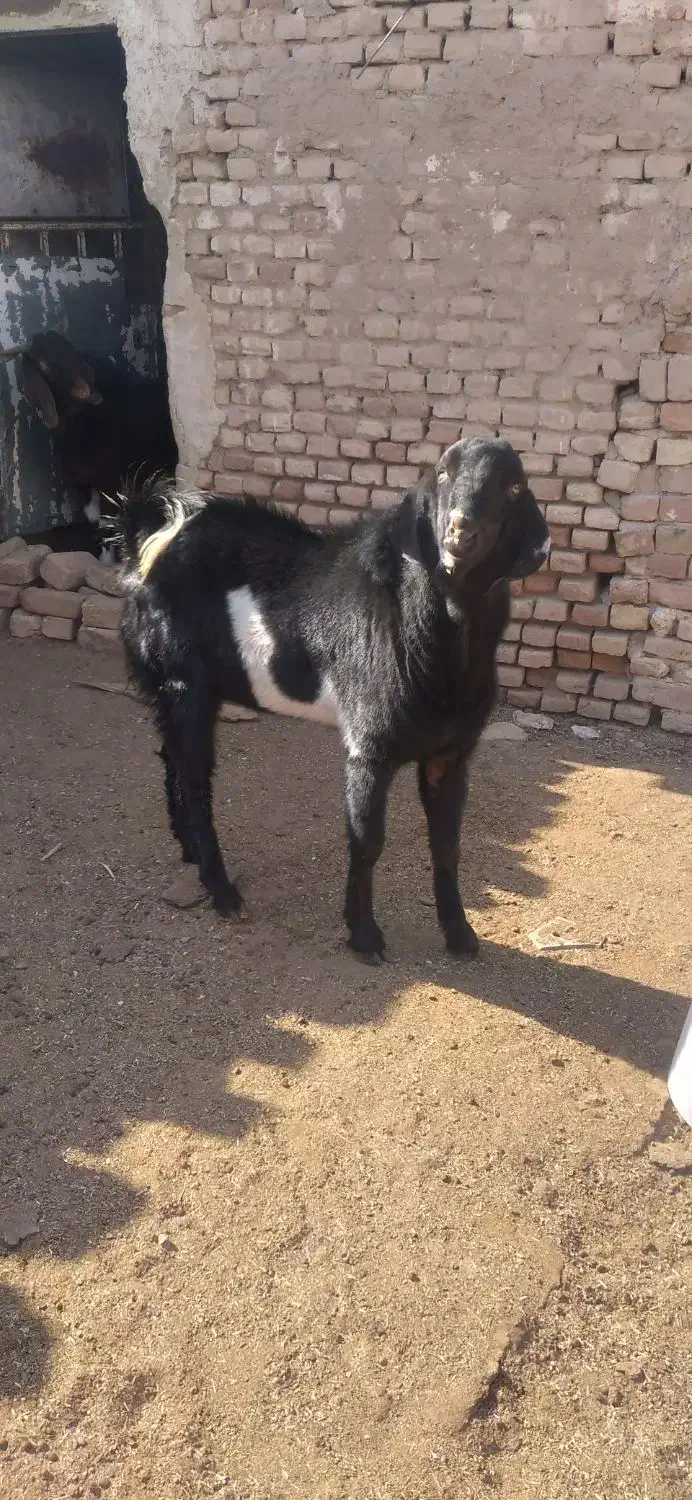 دو عدد کَل افغان مناسب برای داشت|حیوانات مزرعه|آران و بیدگل, |دیوار