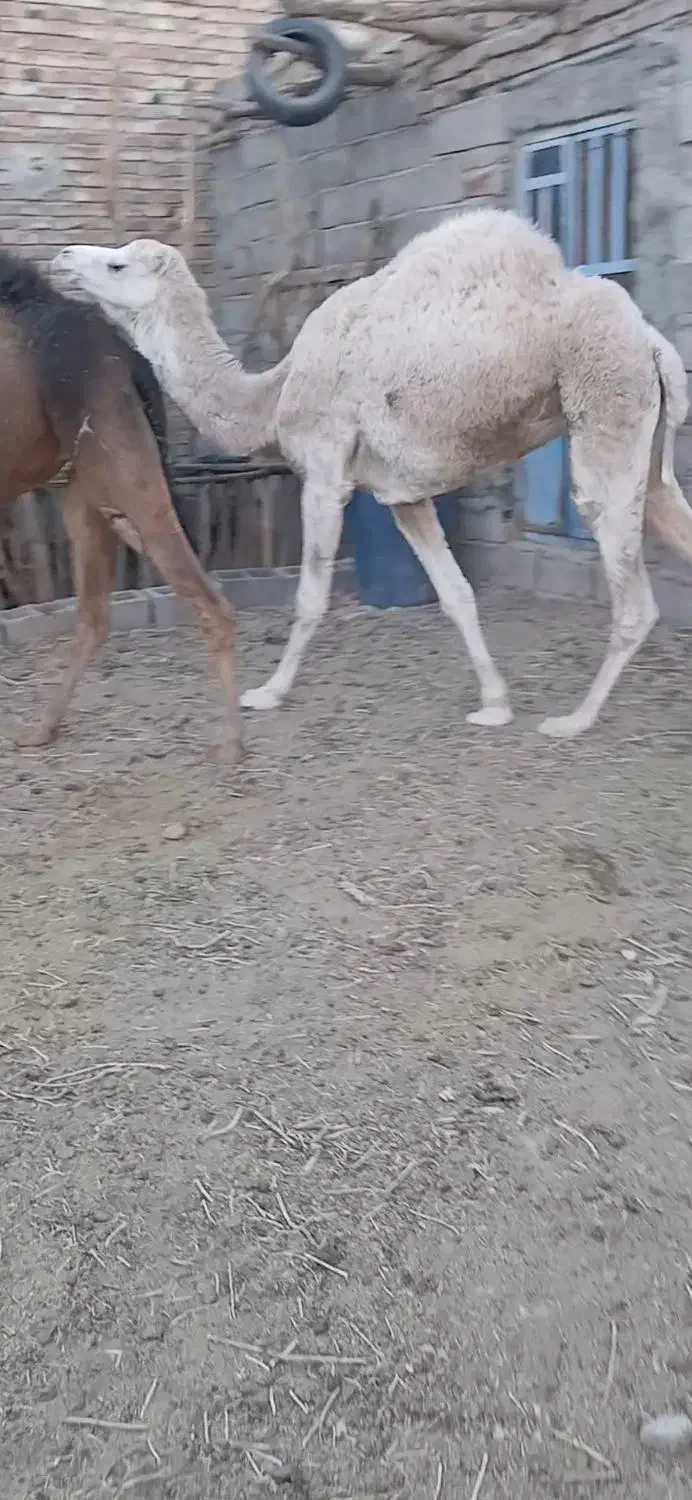 شتر ماده سفید|حیوانات مزرعه|خاش, |دیوار