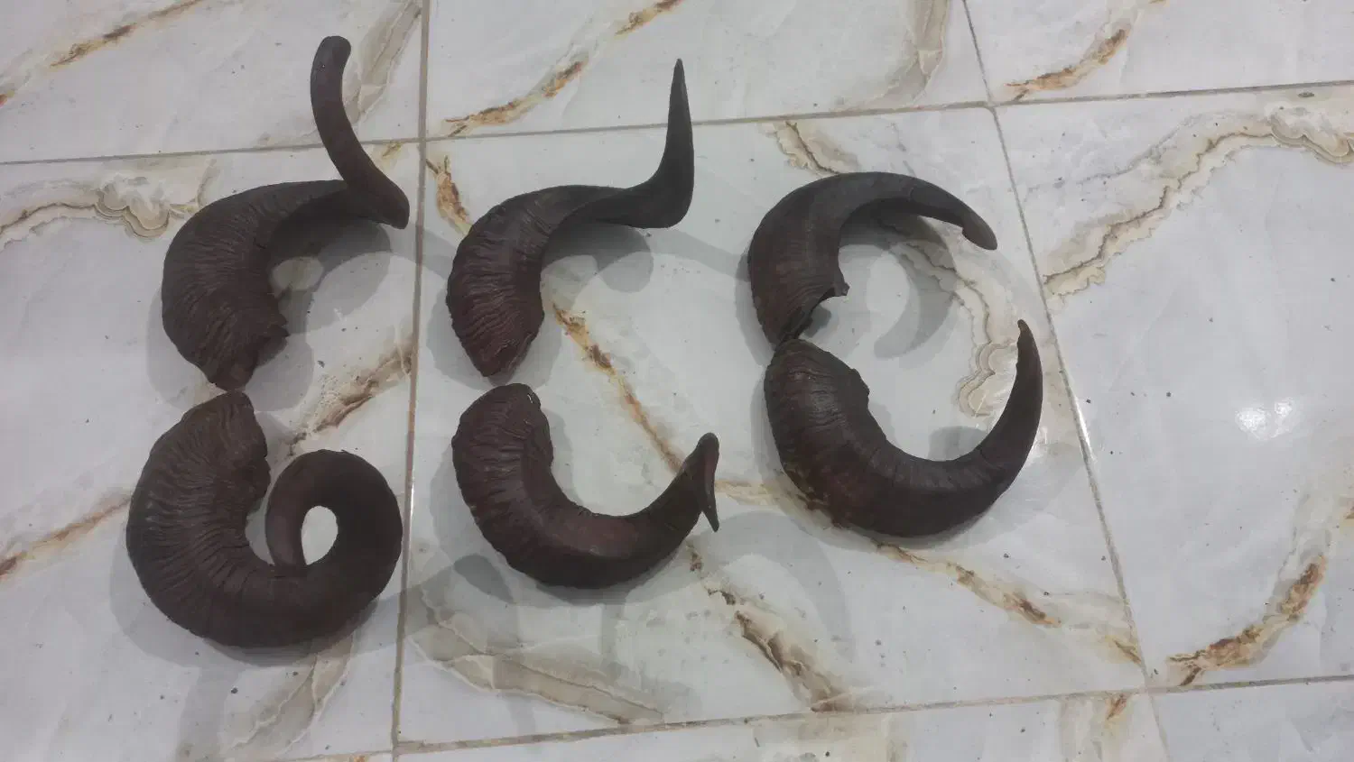 شاخ گوسفند|صنایع دستی و سایر لوازم تزئینی|کرمانشاه, |دیوار